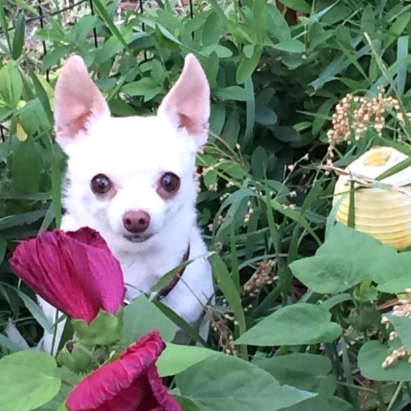 /Images/uploads/Humane Society of Utah/HSUCalendar/entries/1008thumb.jpg
